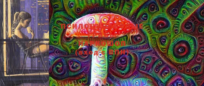 Псилоцибиновые грибы Psilocybine cubensis  Бирюч 